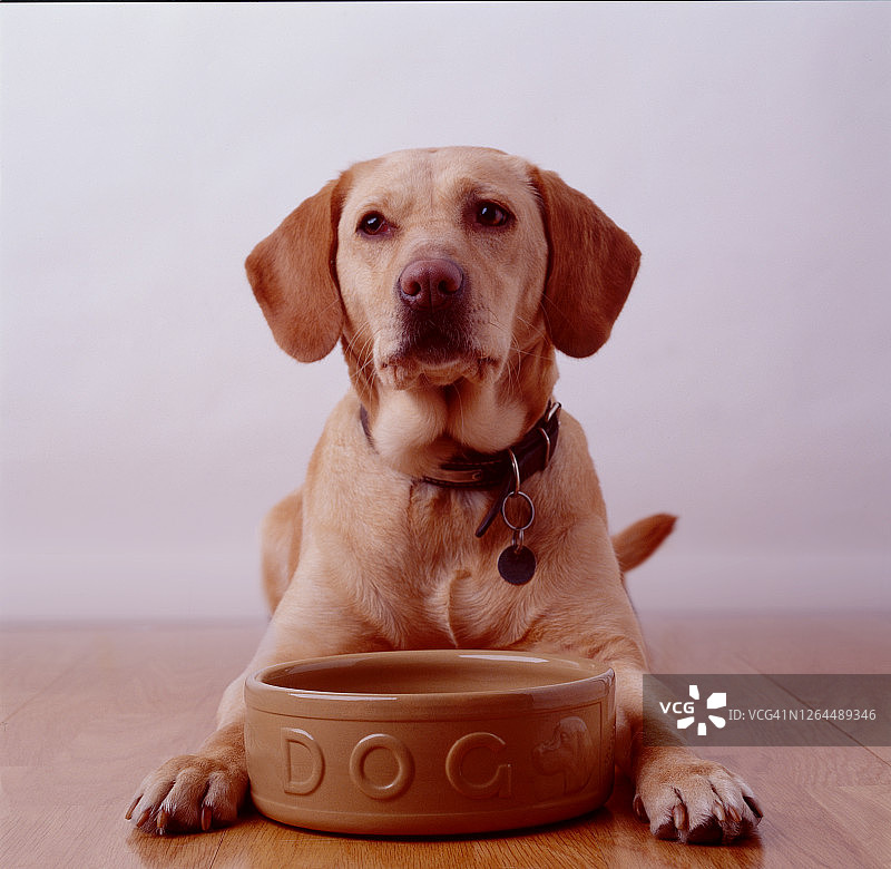 空碗前的狗图片素材