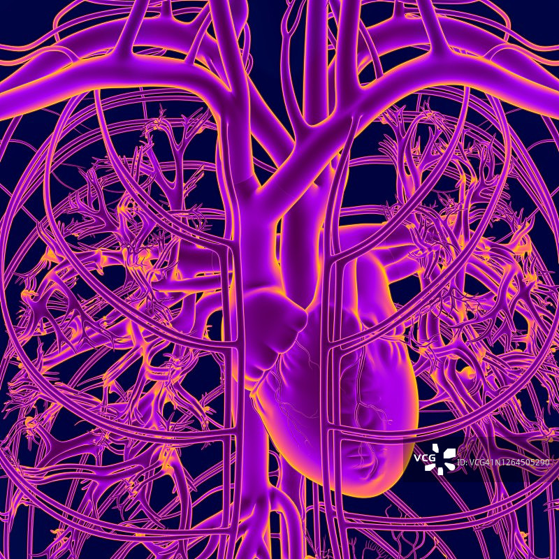 3D插画：用于医疗概念的人体心脏与循环系统解剖图片素材