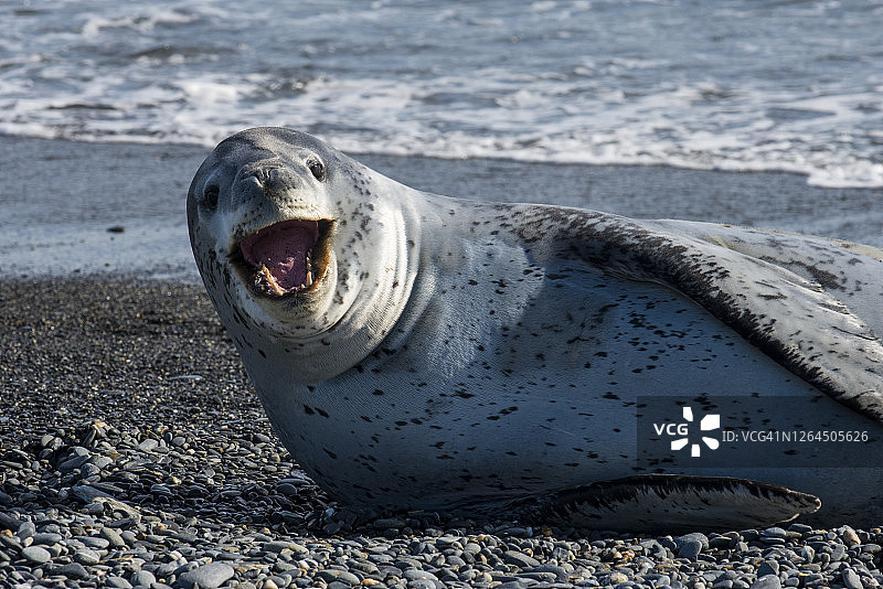 躺在南极海滩岩石上豹海豹肖像图片素材