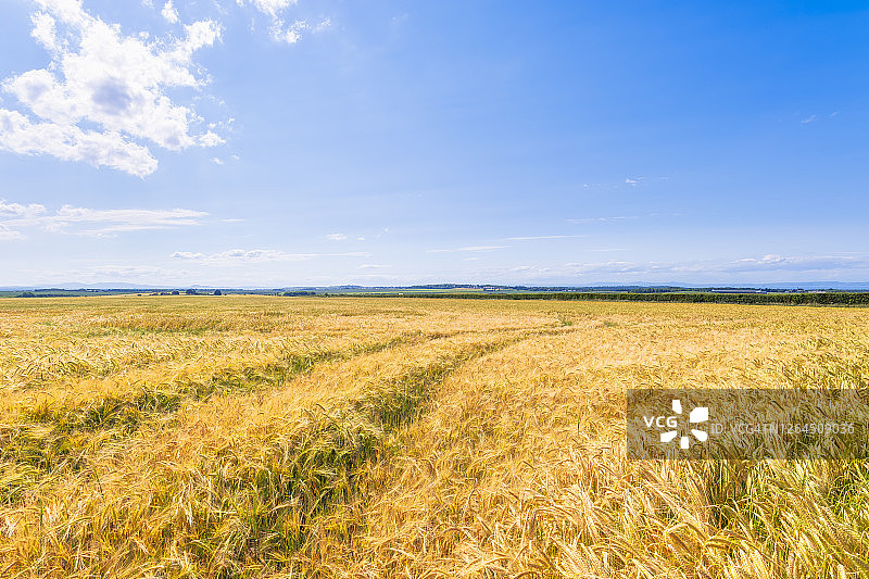 夏季广阔的黄色大麦田图片素材