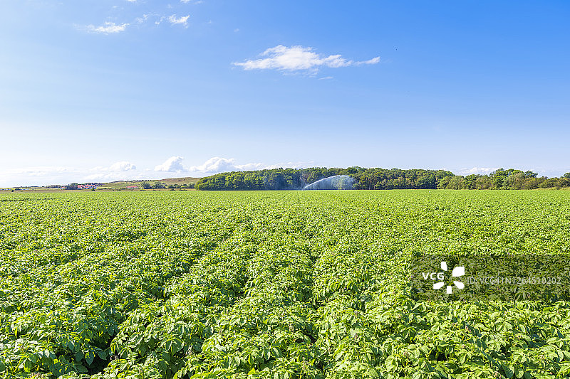 夏季田野里生长的土豆图片素材