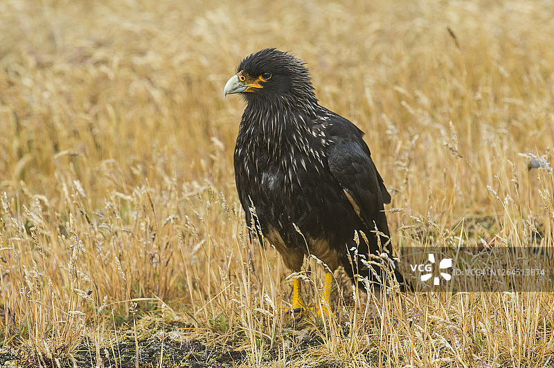 站在黄色草地中的纹Caracara（Phalcoboenus australis）肖像图片素材