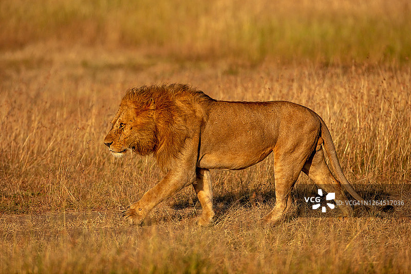 成年雄狮在平原上行走的侧面场景图片素材