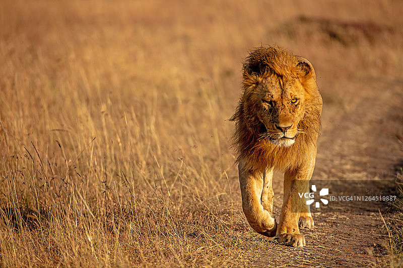 成年雄狮在平原行走特写图片素材
