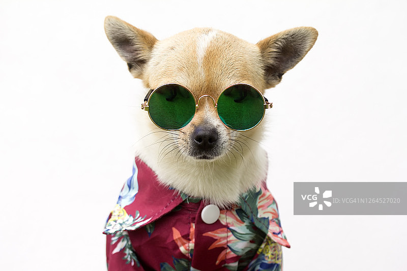 穿着衬衫戴着眼镜的狗狗图片素材