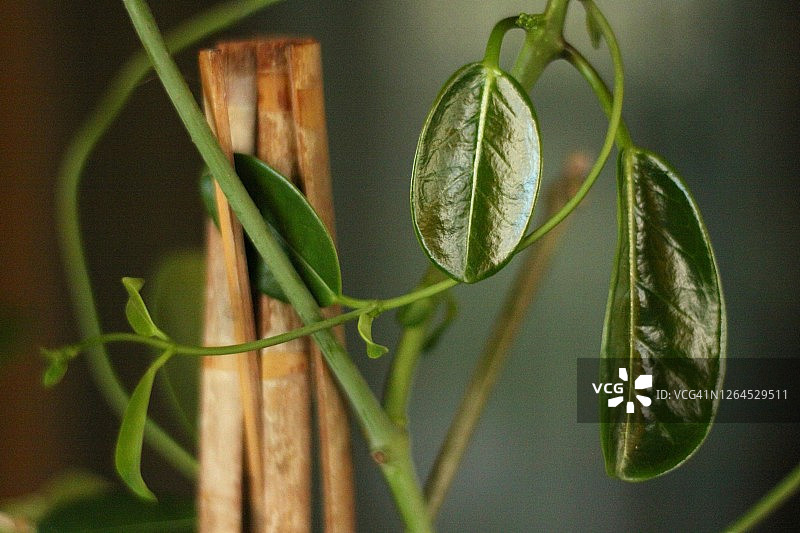 马达加斯加茉莉花叶图片素材