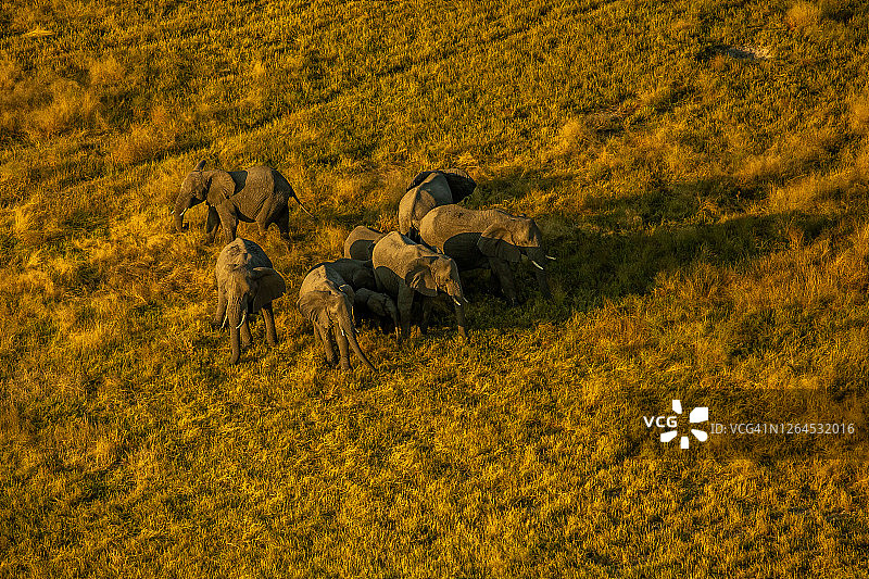 博茨瓦纳奥卡万戈三角洲非洲象群景观航拍图片素材