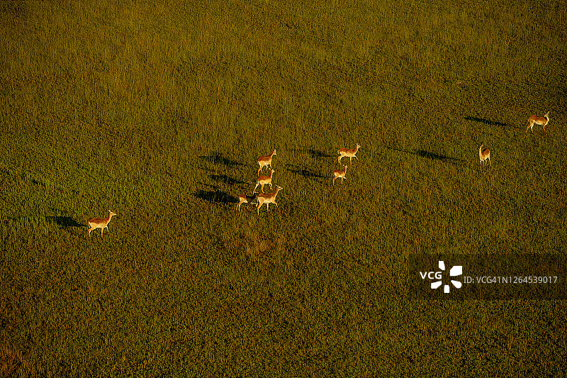 博茨瓦纳奥卡万戈三角洲红羚羊群奔跑航拍景观图片素材