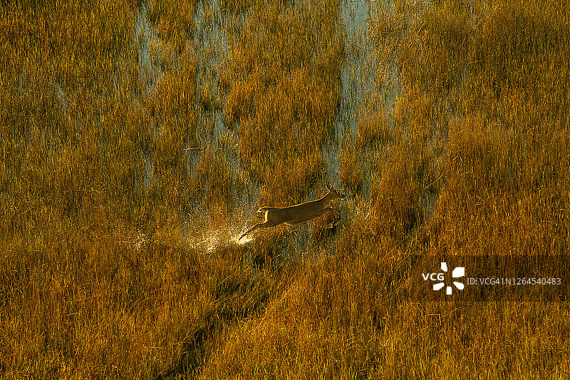 博茨瓦纳奥卡万戈三角洲红驴羚奔跑航拍照片图片素材