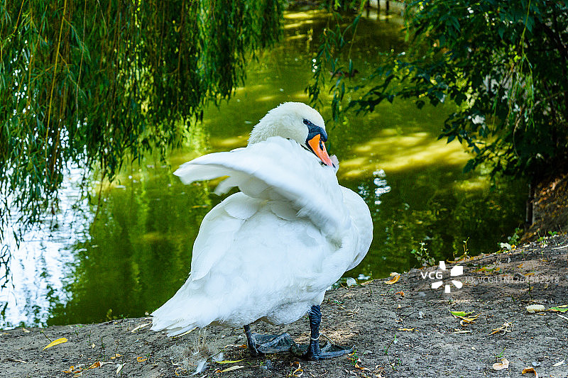 湖边绿岸上的白天鹅图片素材