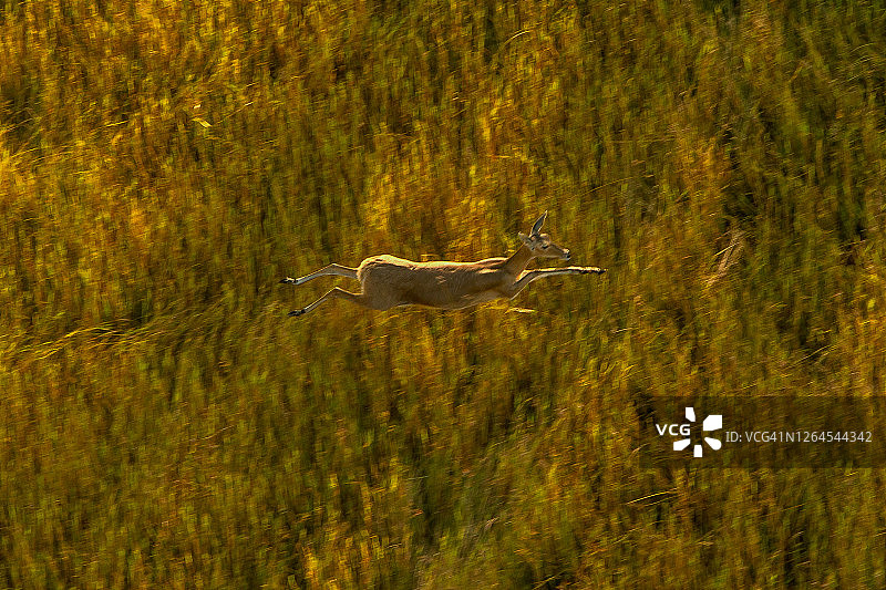 博茨瓦纳奥卡万戈三角洲：奔跑的红麂羚航拍图片素材