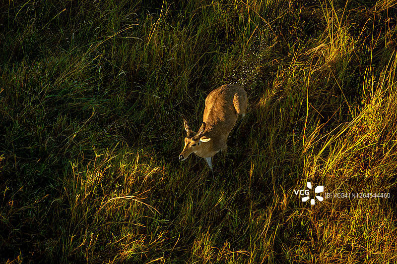 博茨瓦纳奥卡万戈三角洲雄性赤列水羚航拍图片素材