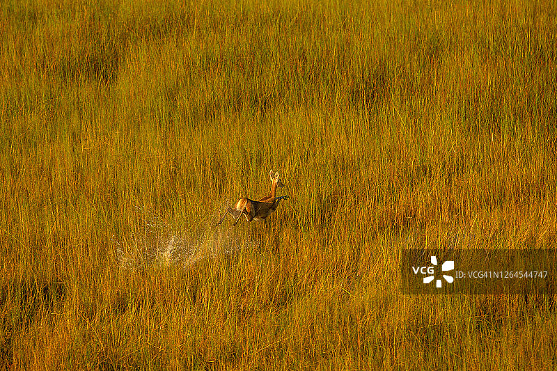 博茨瓦纳奥卡万戈三角洲红驴羚奔跑航拍照片图片素材