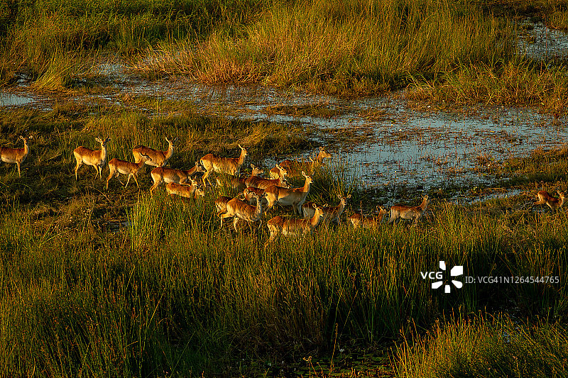 博茨瓦纳奥卡万戈三角洲红羚羊群穿越水坑的航拍图片素材