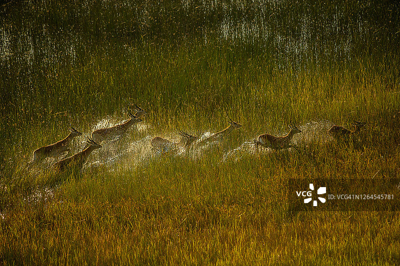 博茨瓦纳奥卡万戈三角洲，红驴羚在冲积平原上奔跑的航拍图片素材