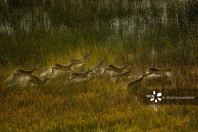 博茨瓦纳奥卡万戈三角洲的红羚羊群横穿沼泽平原航拍图片素材