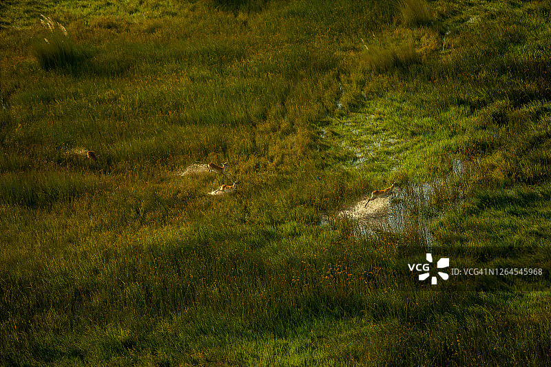 博茨瓦纳奥卡万戈三角洲红羚羊浅滩跳跃航拍景观图片素材