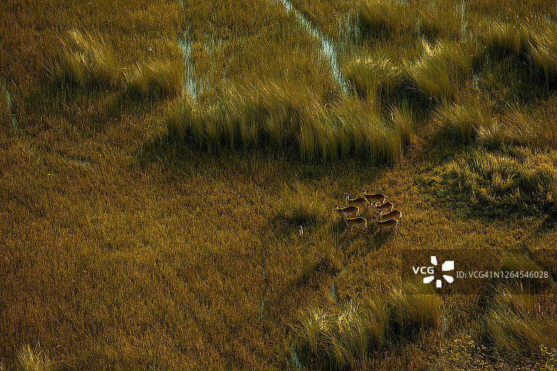 博茨瓦纳奥卡万戈三角洲的空中视角景观：红麂羚图片素材