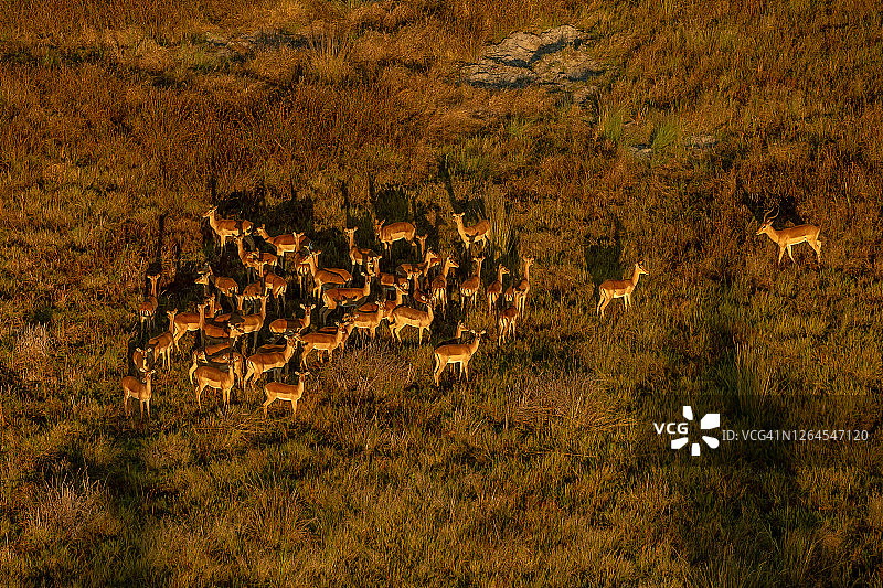 博茨瓦纳奥卡万戈三角洲的红羚羊群航拍图片素材