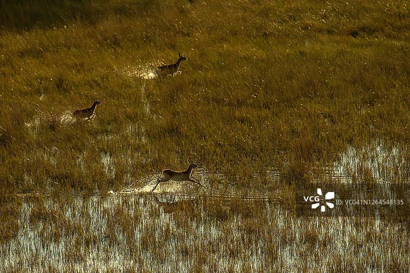 博茨瓦纳奥卡万戈三角洲三只红弯角羚在浅水区嬉戏的航拍场景图片素材