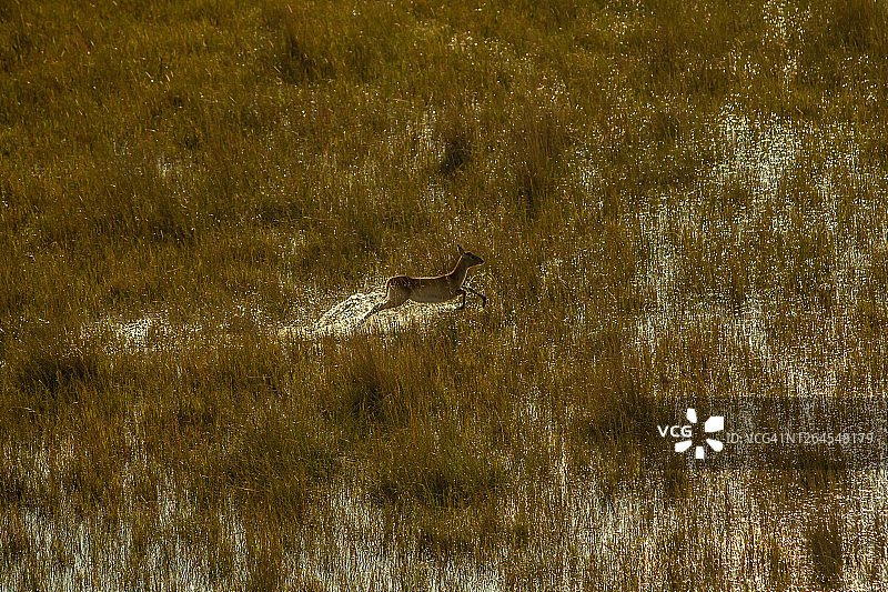 博茨瓦纳奥卡万戈三角洲两只红色利奇威羚羊跳过沼泽平原的航拍图图片素材