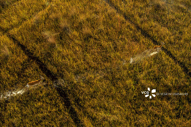 博茨瓦纳奥卡万戈三角洲红弯角羚奔跑航拍图片素材