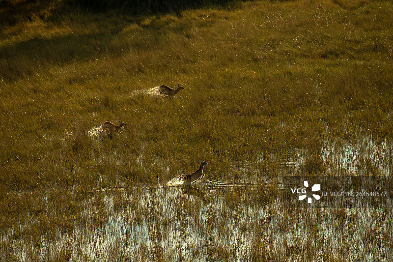 博茨瓦纳奥卡万戈三角洲：三只红弯角羚在浅水区跳跃的航拍场景图片素材