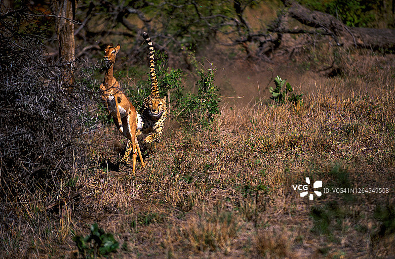 猎豹（Acinonyx jubatus）捕猎黑斑羚的正面图图片素材
