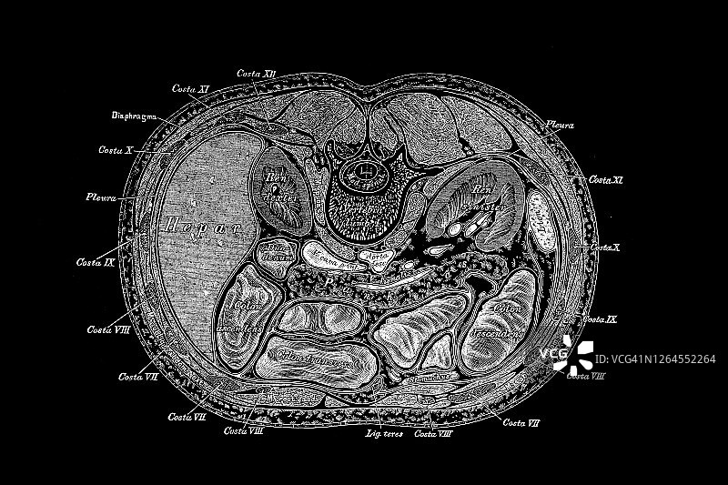 穿过腹部的水平切面，与第一腰椎平齐图片素材