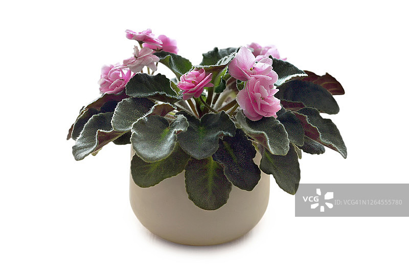 白色背景中孤立的花盆非洲紫罗兰植物，圣保罗粉红浪潮图片素材