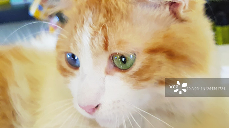 有异色瞳的猫咪，绿眼睛和蓝眼睛图片素材