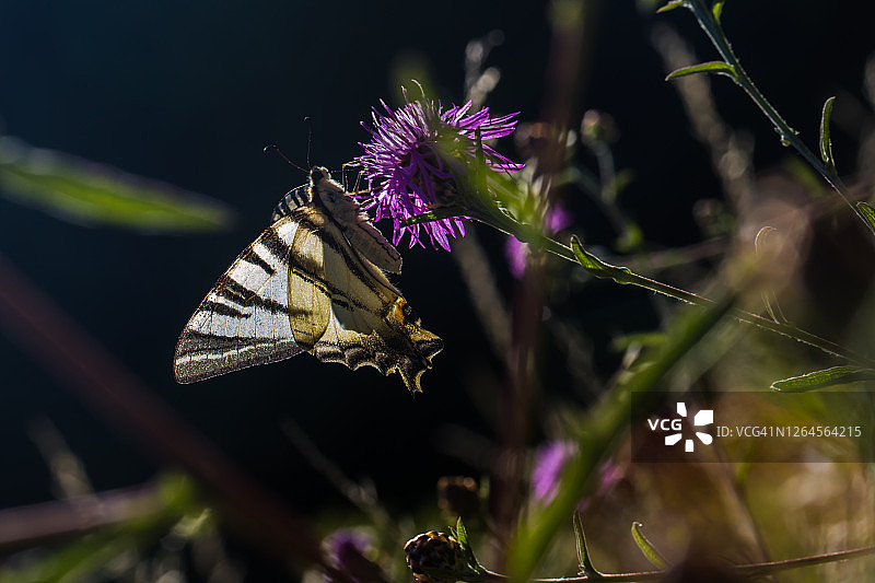 帆船蛾图片素材