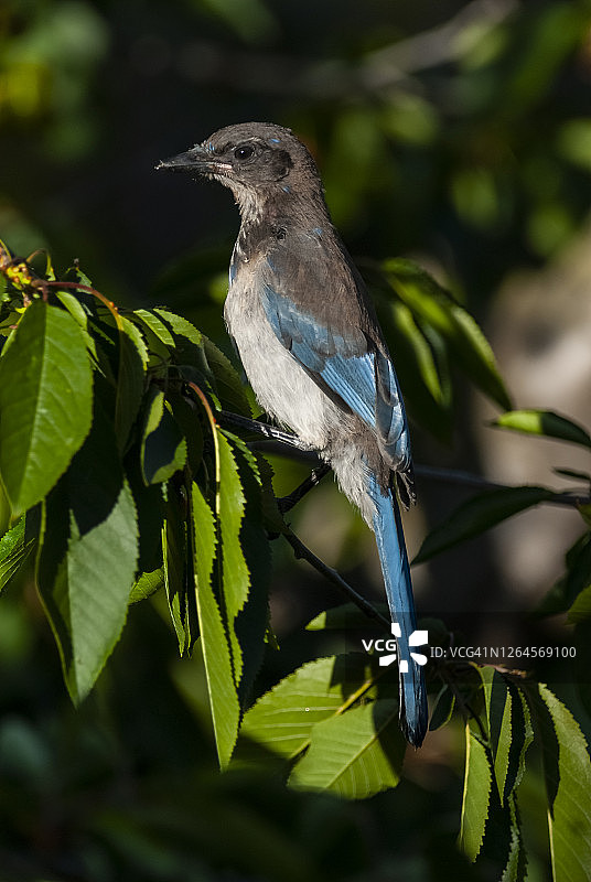 加州丛鸦图片素材