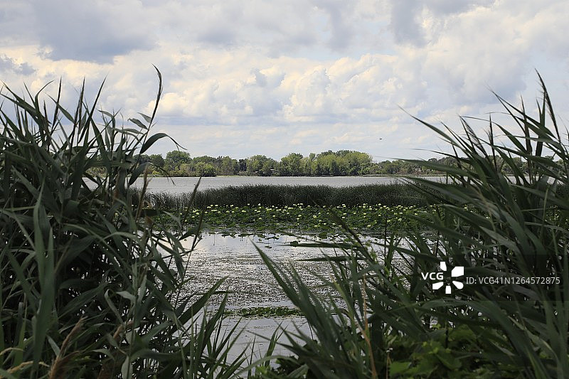 透过茂密植被看到的小湖图片素材
