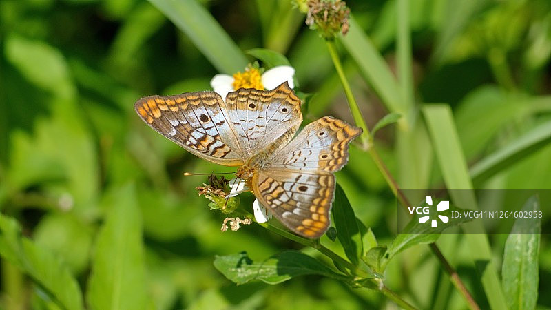 花上的蝴蝶图片素材