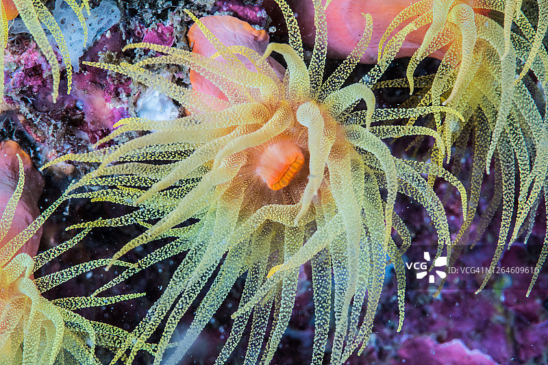 橙色杯珊瑚（Dendrophyllia arbuscula）特写图片素材