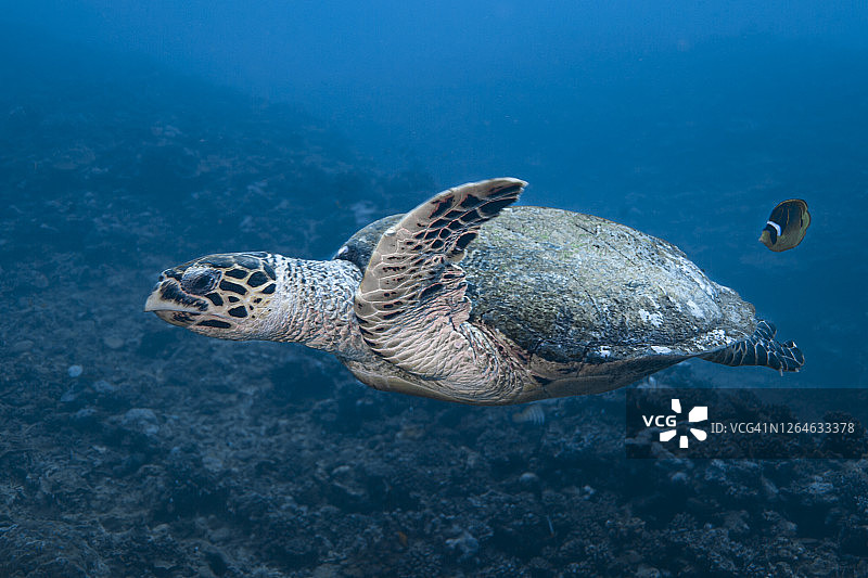 玳瑁海龟图片素材