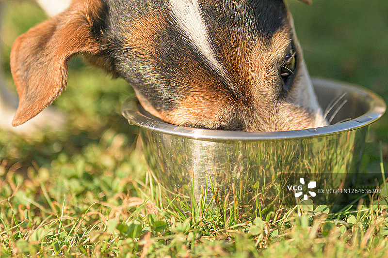 在炎热的夏天，可爱的小狗正在碗里喝水 - 13岁的杰克罗素梗犬图片素材