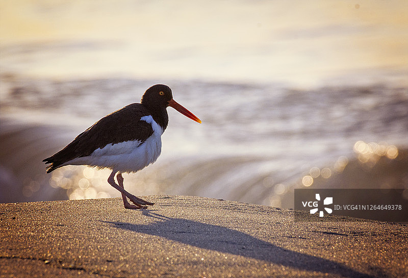 长岛琼斯海滩清晨光线下的蛎鹬美景图片素材