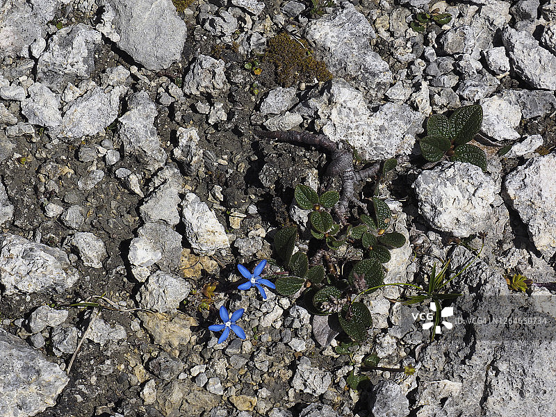 朱利耶山口附近石坡上开花的冰川龙胆图片素材