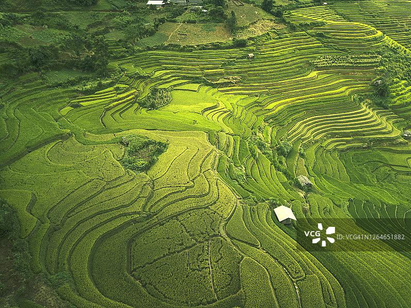 沙巴省梯田绿色稻田航拍图片素材