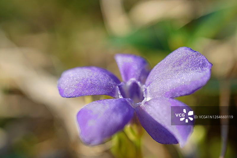 紫色小花-紫罗兰图片素材