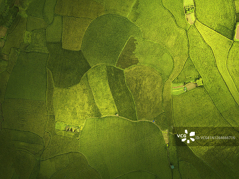 沙巴省梯田绿色稻田航拍图片素材