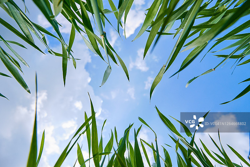 晴朗的春夏日，蓝天白云下的绿草图片素材