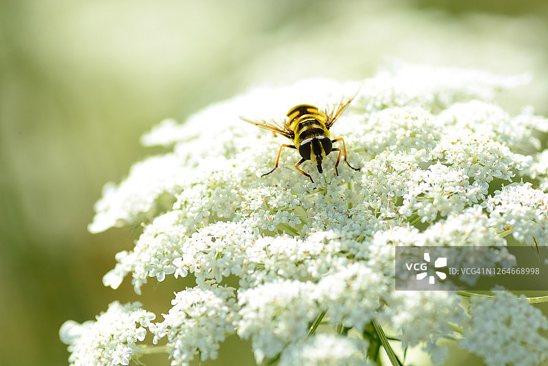 安妮女王蕾丝花上的蚜蝇图片素材