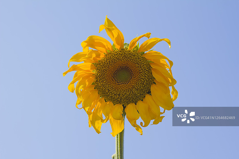 向日葵图片素材