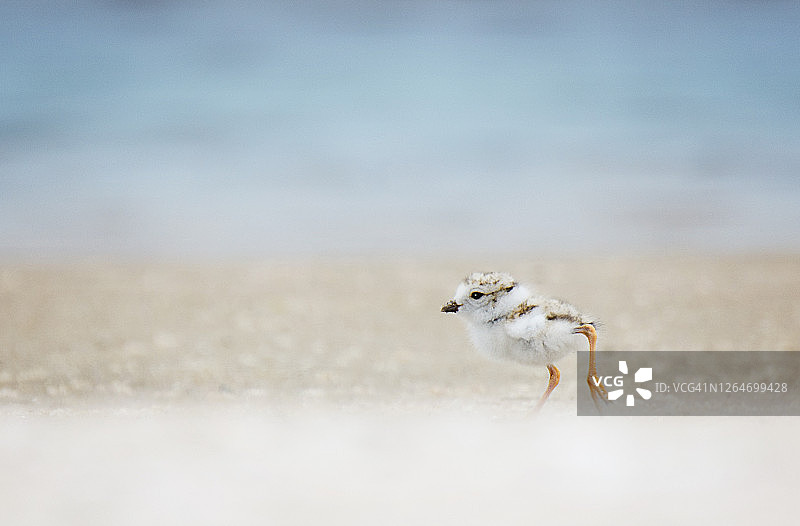 在海滩上奔跑的可爱美洲珩图片素材