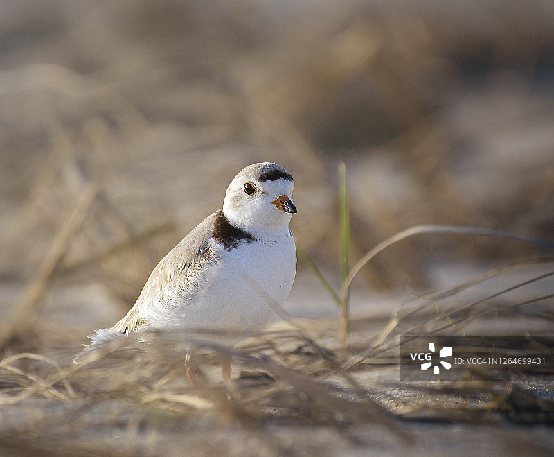 琼斯海滩上的侧光鸻鸟肖像图片素材