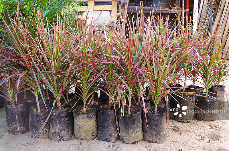 塑料袋中的马达加斯加龙血树图片素材