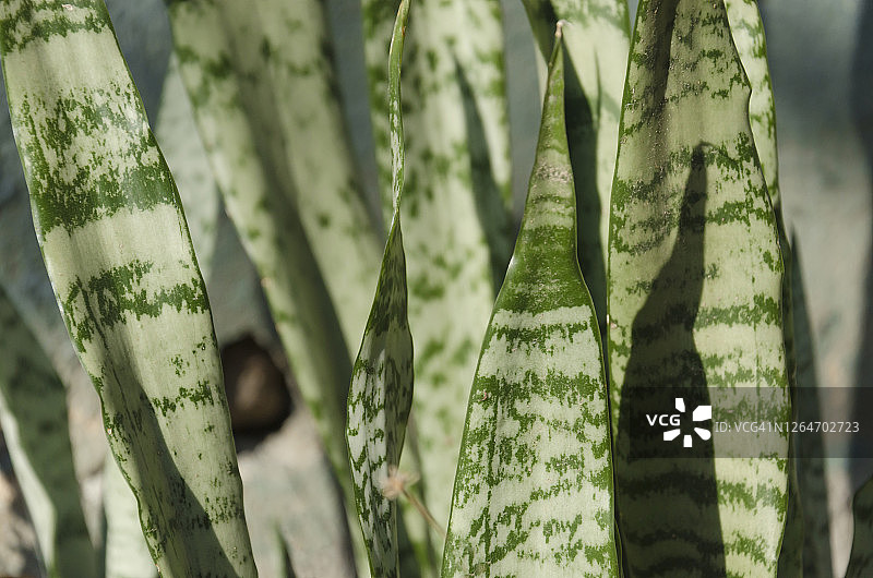 虎尾兰图片素材